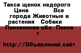 Такса щенок недорого › Цена ­ 15 000 - Все города Животные и растения » Собаки   . Пензенская обл.,Пенза г.